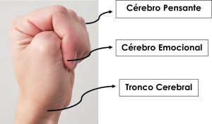 Cerebro pensante