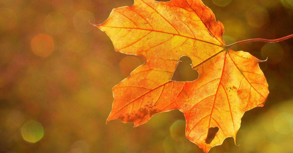 heart, leaf, autumn-1776746.jpg
