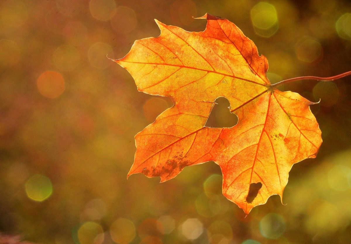 As etapas na vida da mulher multicultural 1 heart, leaf, autumn-1776746.jpg