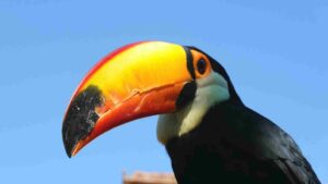 manter o foco no chamado